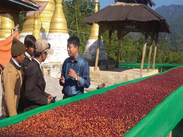 Myanmar coffee producers seek to expand export markets
