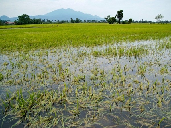 Less flood damage to local paddy fields this year: MOALI