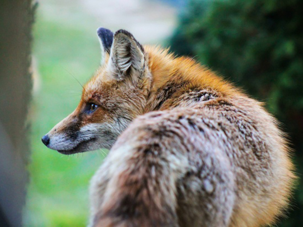 Man's instructions for daughter about feeding a wild fox delight Twitter