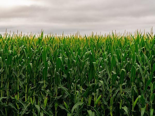CBOT agricultural futures close mixed