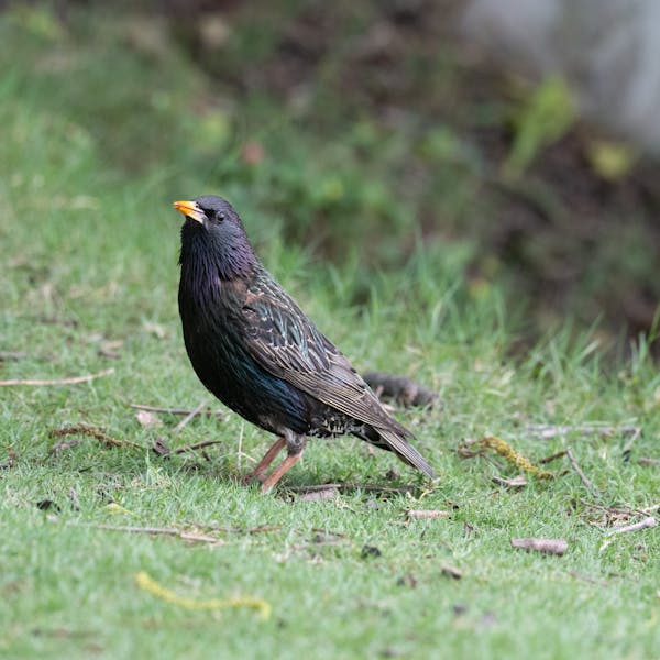 Environment ministers summoned over bird flu threat