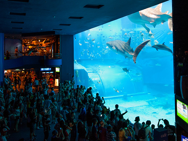 Aquarium in Okinawa closed amid surge in cases