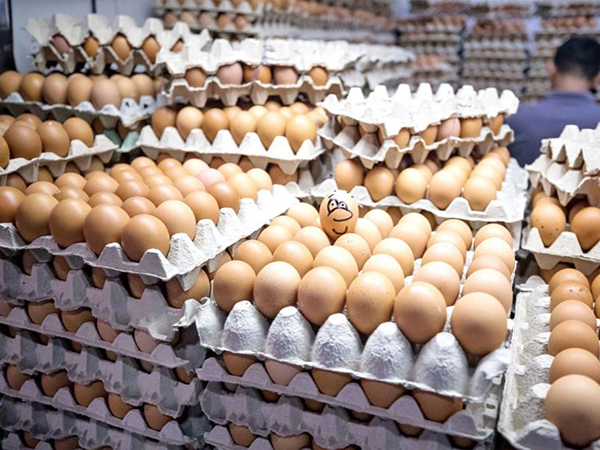 Local egg prices drop due to logistical issues