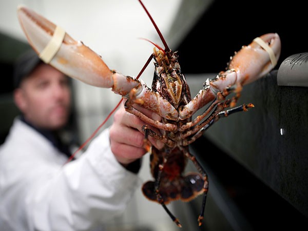 Lobster farming in pond becomes boon for a youth in Jhenaidah