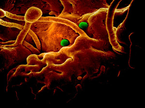 No need to restrict foreign travel due to new coronavirus from China - Health Ministry