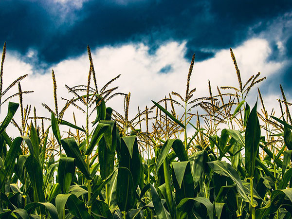 Climate change causes lower food grain, fruit yields in KP