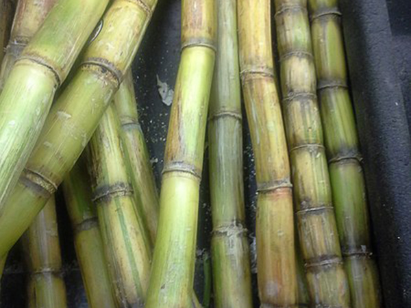 Sugar industry conundrum
