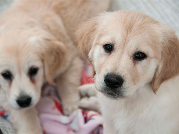 Dogs may be smarter than we think - and can benefit our health in ways we don't realize