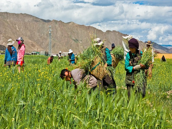 Tibet aims 20 pct growth of labor income for farmers, herders
