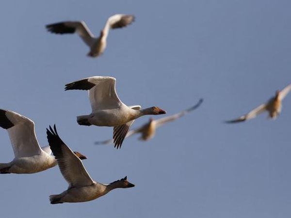 U.S. wildlife habitat sees earlier snow goose migration amid weather changes