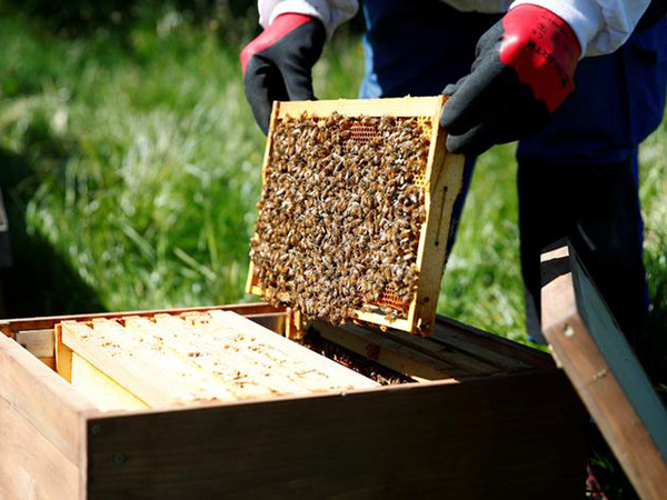 Nearly 100 beehives stolen from California orchard; beekeeper tells thief to buzz off