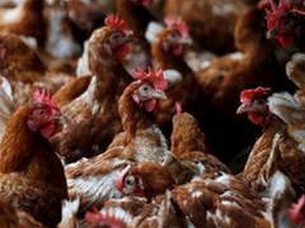 France detects bird flu at turkey farm