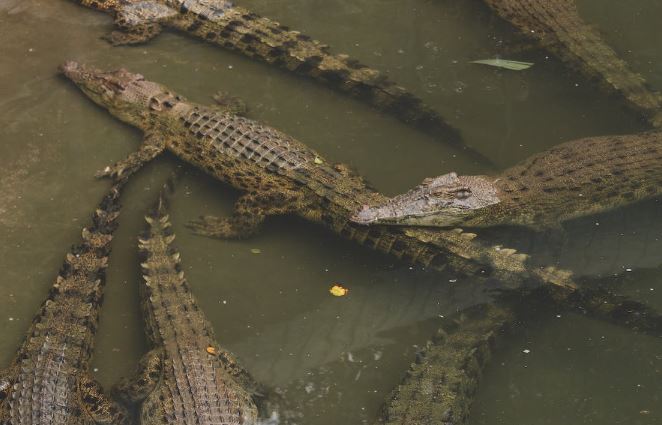 Cambodian killed by 40 crocs after falling in enclosure