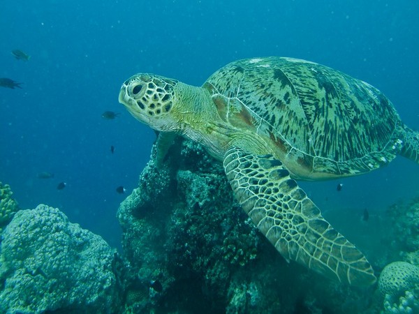Australian state calls for reporting sea turtle activities as La Nina summer looms