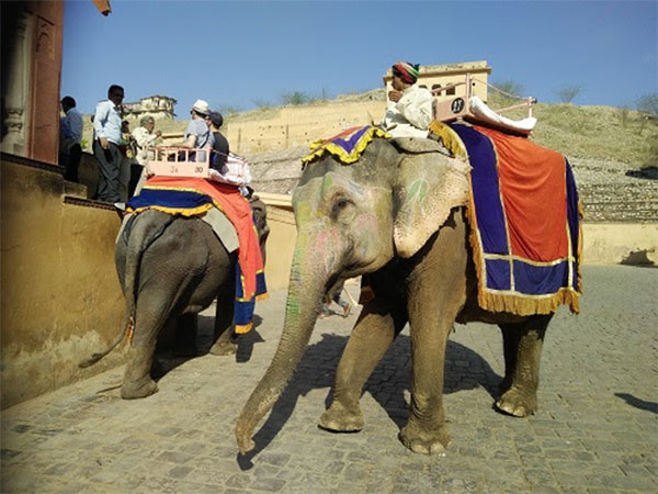 Elephants being used as rides at Amer fort Jaipur - Shubhobroto Ghosh World Animal Protection