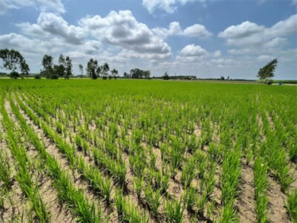 Bayer, GenZero and Shell collaborate to reduce methane emissions in rice cultivation