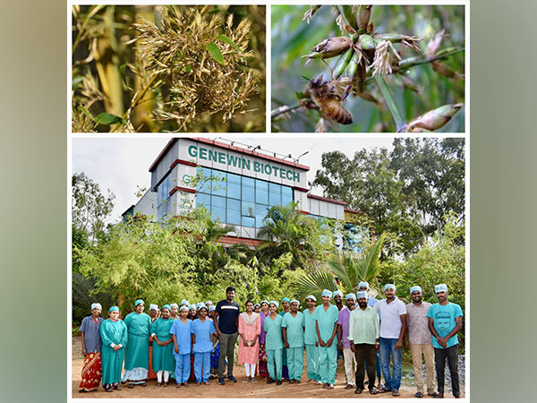 Genewin Biotech's Bamboo Plants Prove Resilient Amidst Widespread Flowering Crisis