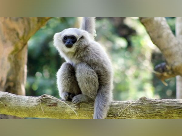 Bali Safari's Conservation Efforts: Saving the Javan Gibbon Species with BKSDA