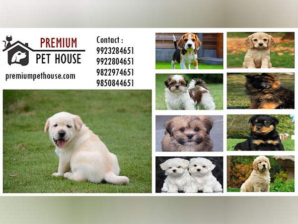 Premium Pet House Sold 500 Puppies in the Month of August 2023