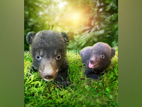 Heartwarming News: The Amazing Taman Safari Bali Welcomes Himalayan Black Bear Cubs