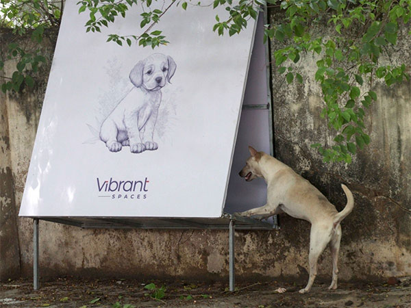 Vibrant Spaces' Innovative Approach to A Safer Chennai for Canines