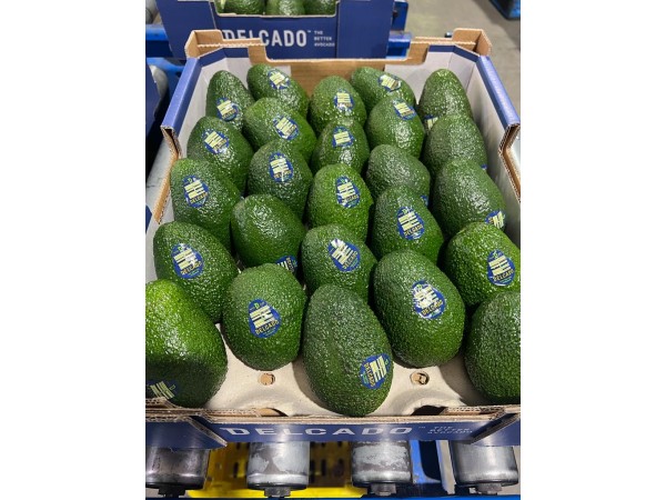 Westfalia Fruit Brings First Commercial Shipment of Australian Avocados into India