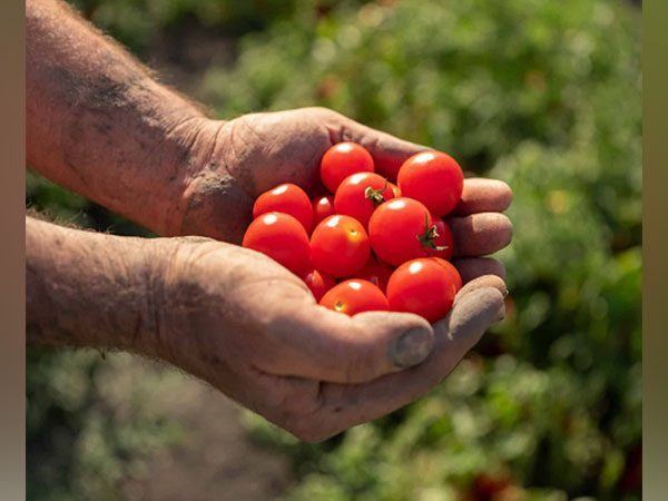 Red Gold Tomatoes are known not only in their sustainability but also in their exceptional flavour and versatility