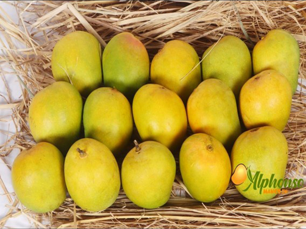 Summer Delights Delivered: Experience Ratnagiri and Devgad Alphonso Mangoes at Your Doorstep