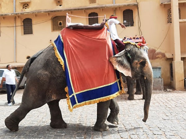 Elephant being ridden in Amer Fort in Jaipur Shubhobroto Ghosh World Animal Protection