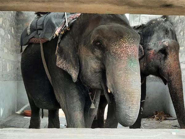 Elephants at Haathi Gaon in Jaipur Credit : Shubhobroto Ghosh/World Animal Protection
