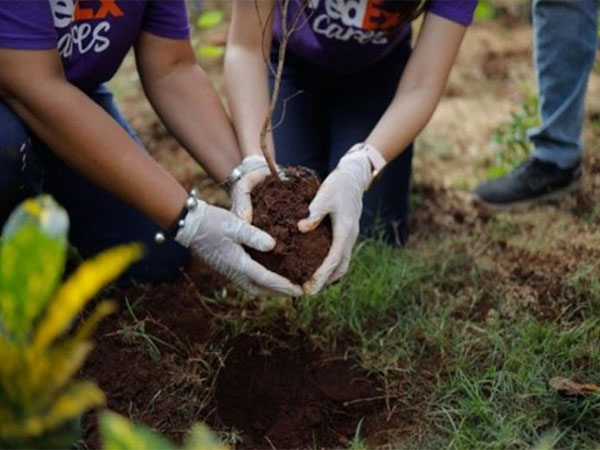 Tree plantation by FedEx Cares volunteers in Mumbai and Delhi