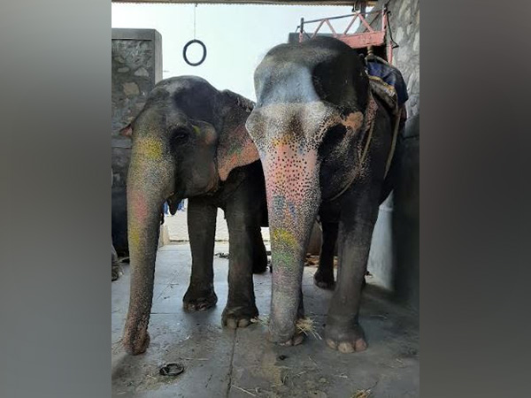 Elephants in Haathi Gaon in Jaipur Credit: Shubhobroto Ghosh