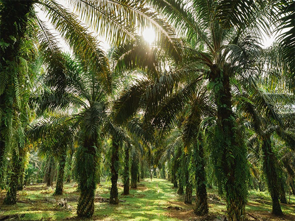 The documentary explores the importance of Palm Oil through many lenses