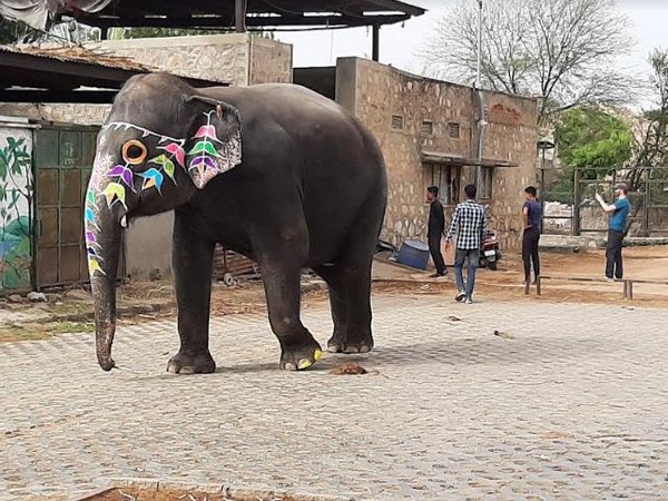 Elephant at Haathi Gaon in Jaipur, Credit: Shubhobroto Ghosh