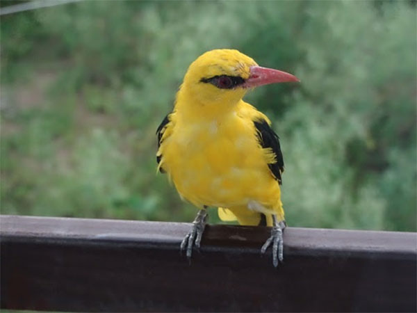 Birds like this Golden Oriole need protection from wildlife trade Photo credit: Shubhobroto Ghosh