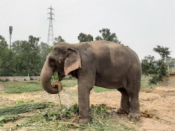 Lakshmy, the last privately held elephant in Delhi in 2019 beside Yamuna Bank Photograph credit: Shubhobroto Ghosh