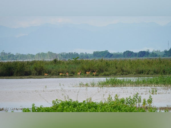 Grasslands are an ideal habitat for the endangered Swamp Deer