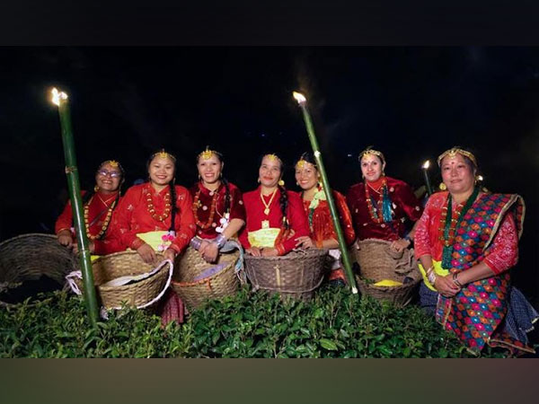 Okayti Tea Estate completes its moonlight plucking, with skilled tea pluckers carefully harvesting the finest leaves for Darjeeling's premium teas