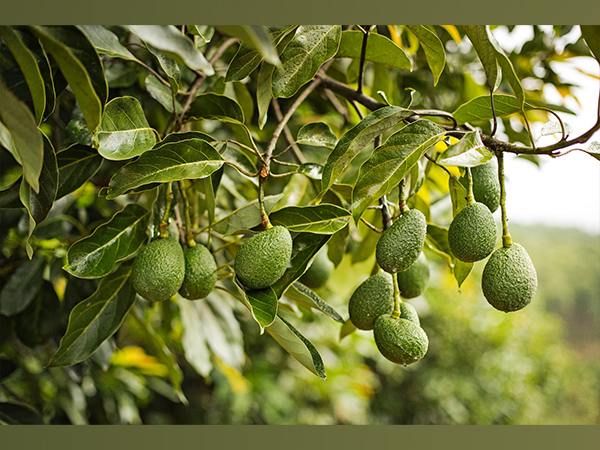 Westfalia Fruit: Pioneering the Avocado Revolution in India