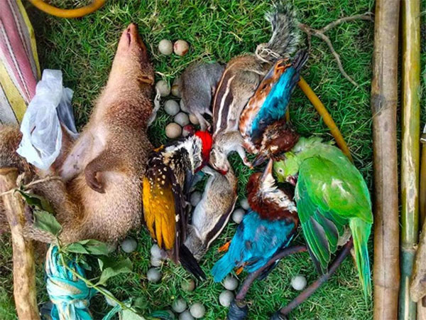 Animals killed in ritualistic hunt Photograph HEAL