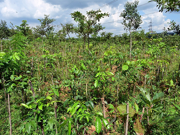 A Miyawaki Forest at Bhoothanahalli, Bengaluru, planted as part of Puravankara's CSR efforts