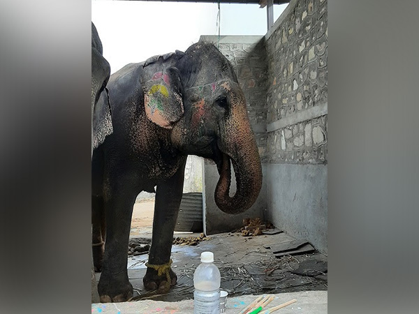 Elephant in Haathi Gaon in Jaipur Credit Shubhobroto Ghosh