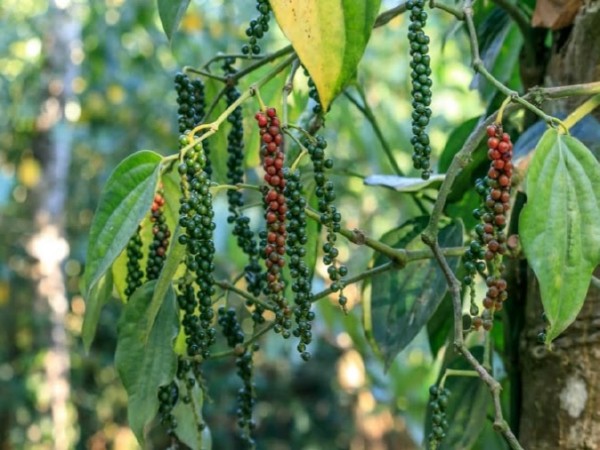 Indian Black Pepper Crisis