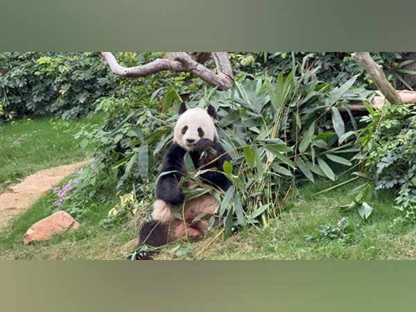 Hong Kong is riding a wave of "panda-mania" with the grand public debut of its first-ever giant panda twins, making headlines and capturing hearts around the world