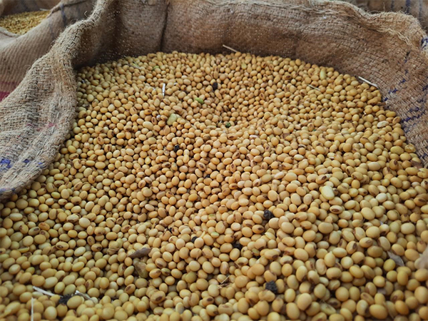 India's Non-GMO Soy Sector Prepares for EUDR Compliance with Support from SOPA and TRST01