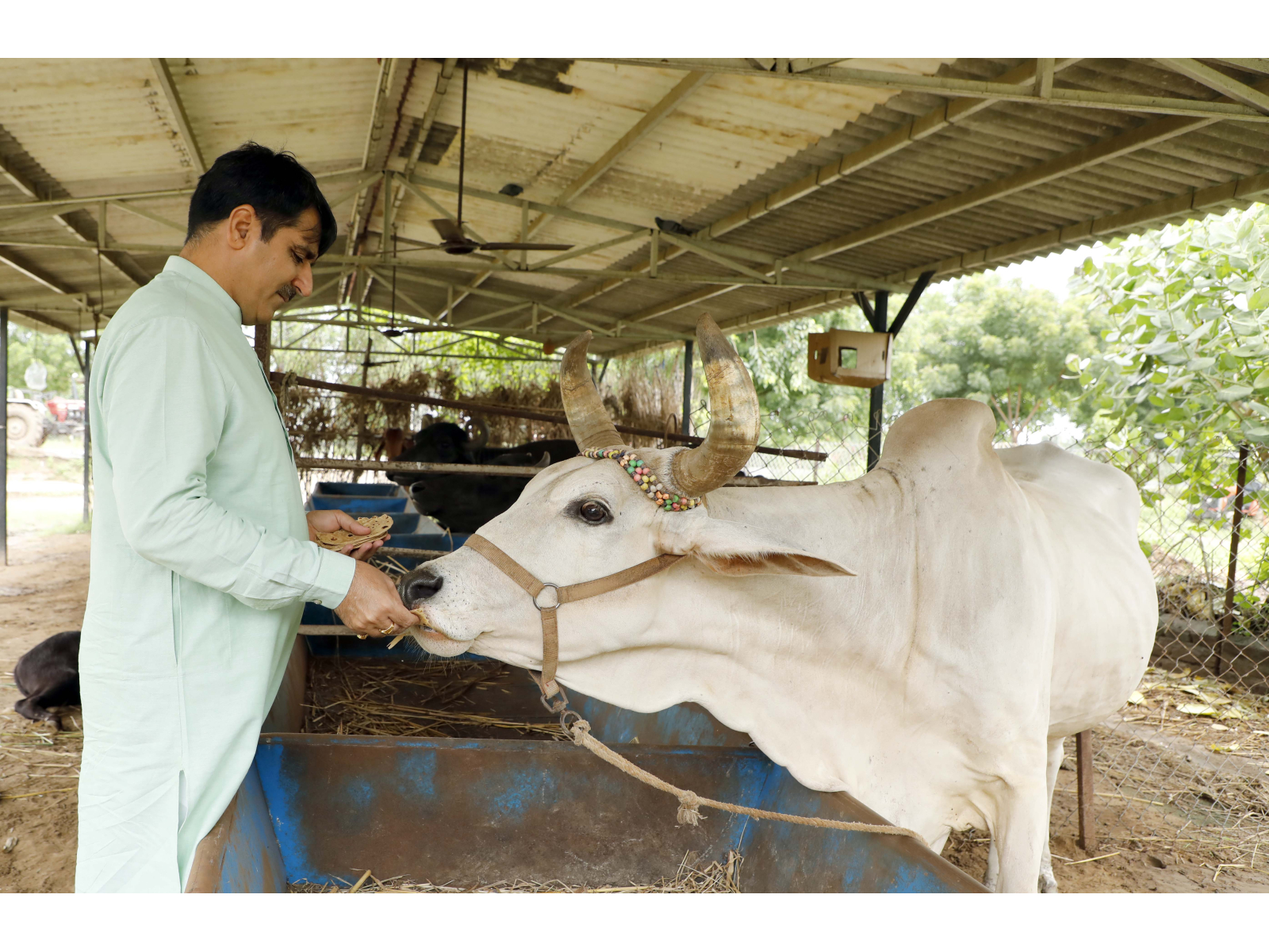Dairy giant Banas commits to Climate Action: Collaborates with eVerse.AI to reduce 30% methane emissions every year from 3 million cattle