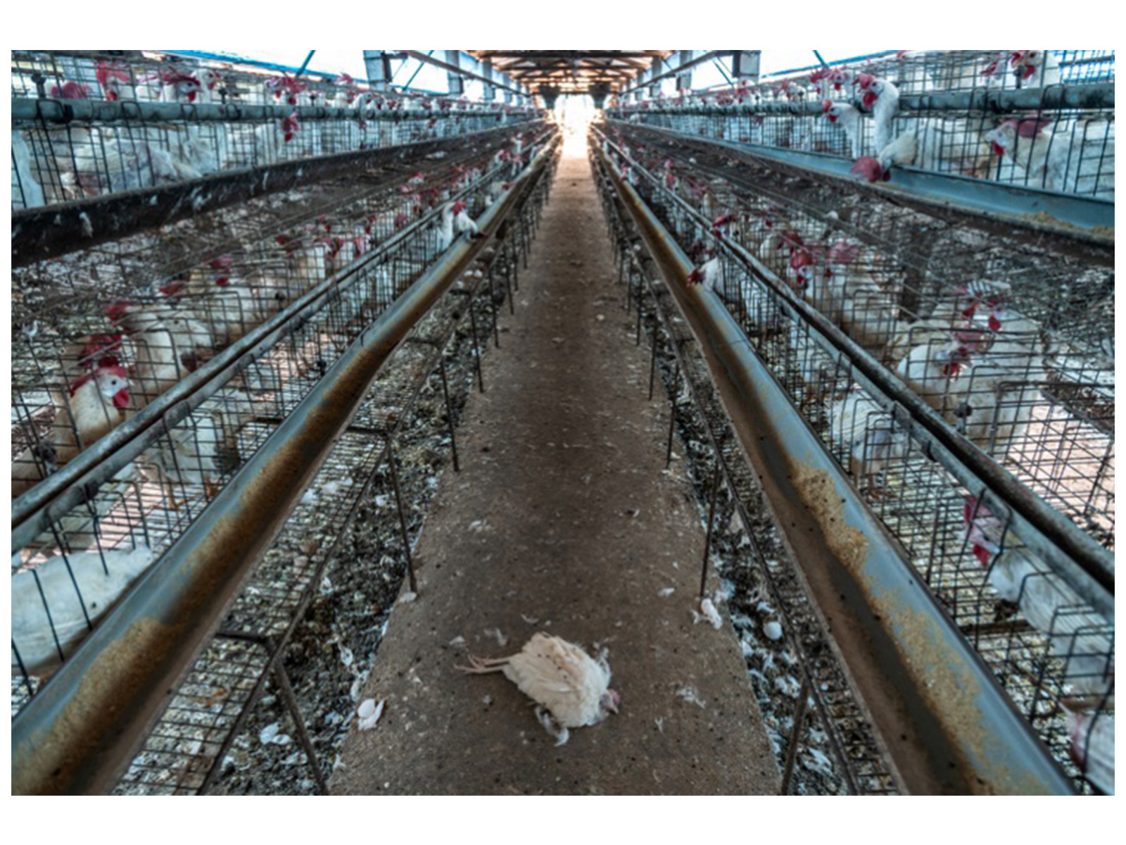 World Animal Protection Welcomes National Action Plan-AMR 2.0 and Calls for Improved Animal Welfare to Curb Misuse of Antibiotics in the Animal Farming Sector