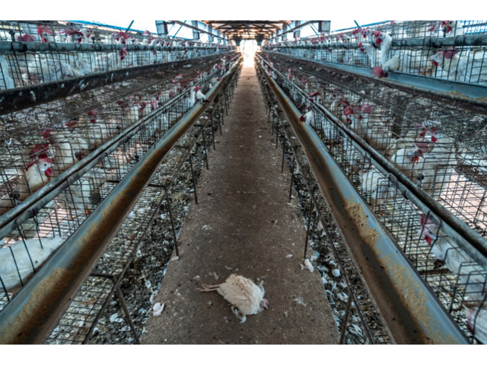 Poor conditions in a factory farm Credit: World Animal Protection