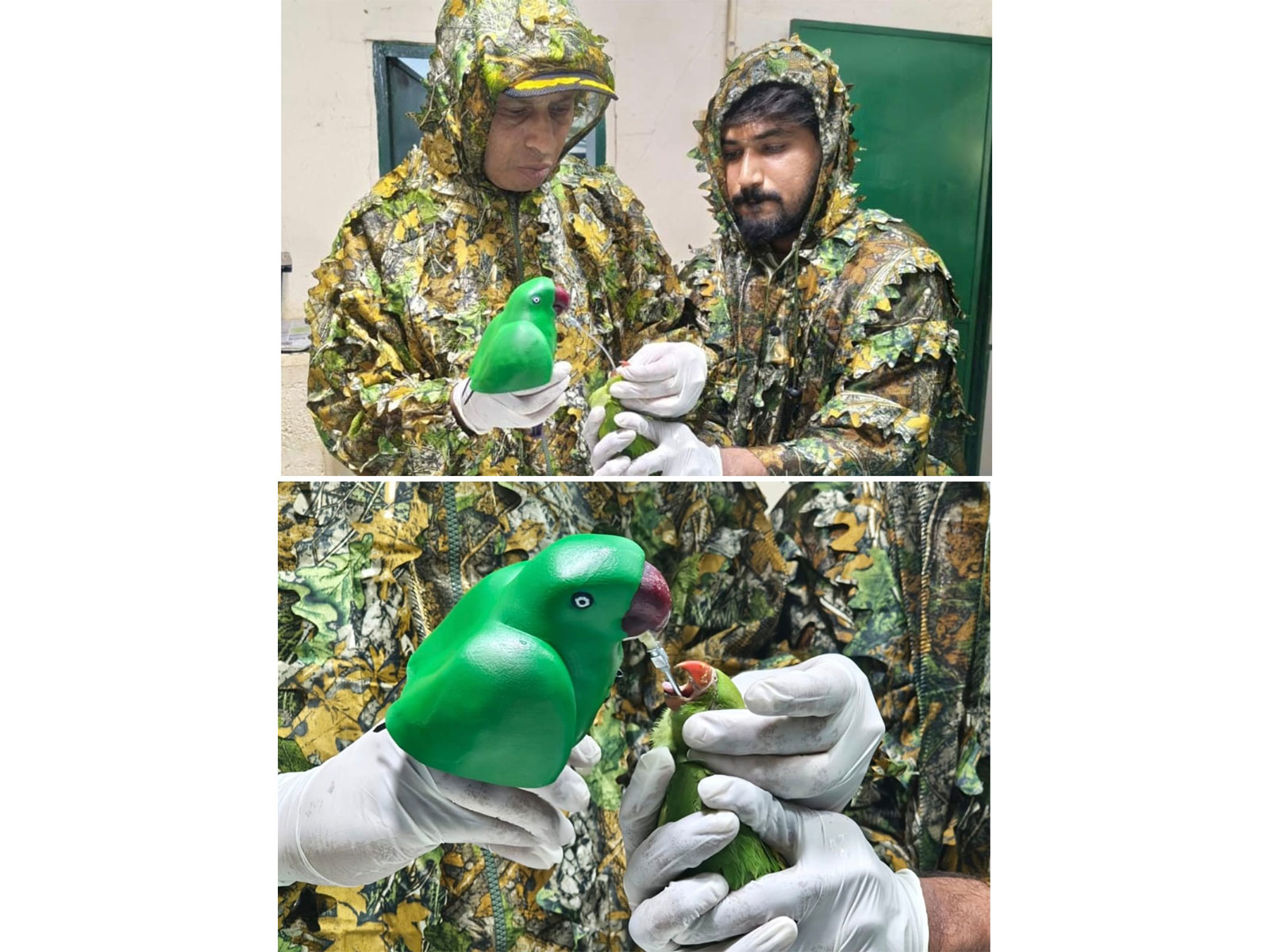 Gopalan Foundation Students Create 'Mother Parakeet' Feeding Model to Save 46 Orphaned Chicks