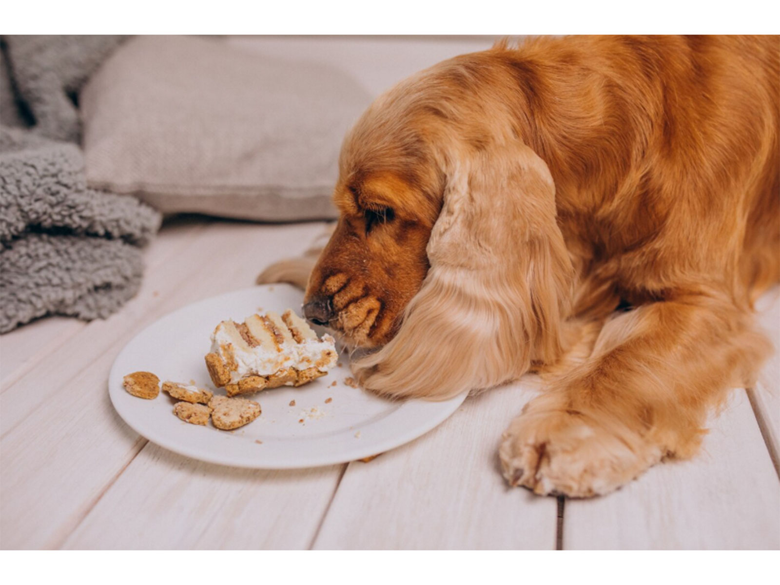 How a Noida-Based Bakery Is Delivering Smiles to Dogs Across India?